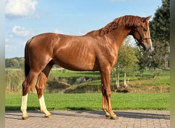 Oldenburger, Hengst, 3 Jaar, 162 cm, Vos