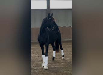 Oldenburger, Hengst, 3 Jaar, 162 cm, Zwart