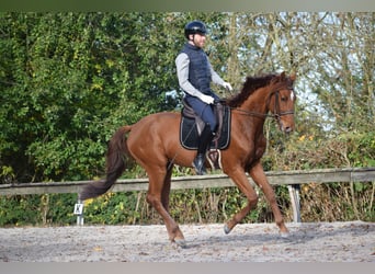 Oldenburger, Hengst, 3 Jaar, 165 cm, Vos