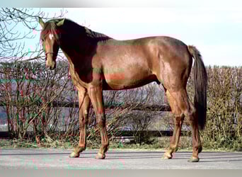 Oldenburger, Hengst, 3 Jaar, 165 cm, Vos