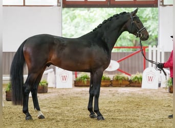 Oldenburger, Hengst, 3 Jaar, 167 cm, Donkerbruin