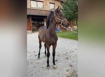 Oldenburger, Hengst, 3 Jaar, 167 cm, Donkerbruin