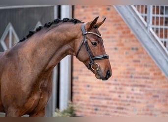 Oldenburger, Hengst, 3 Jaar, 168 cm, Bruin