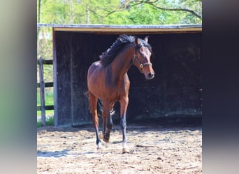 Oldenburger, Hengst, 3 Jaar, 168 cm, Bruin