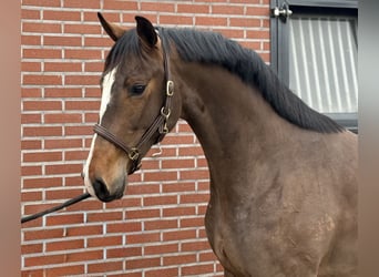 Oldenburger, Hengst, 3 Jaar, 168 cm, Bruin