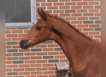 Oldenburger, Hengst, 3 Jaar, 168 cm, Donkere-vos