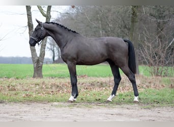 Oldenburger, Hengst, 3 Jaar, 168 cm, Zwart