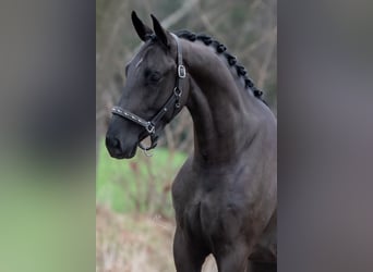 Oldenburger, Hengst, 3 Jaar, 168 cm, Zwart