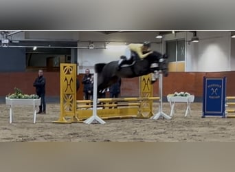 Oldenburger, Hengst, 3 Jaar, 168 cm, Zwartschimmel