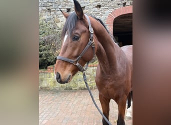 Oldenburger, Hengst, 3 Jaar, 169 cm, Bruin