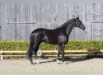 Oldenburger, Hengst, 3 Jaar, 169 cm, Zwart