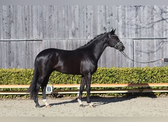 Oldenburger, Hengst, 3 Jaar, 169 cm, Zwart