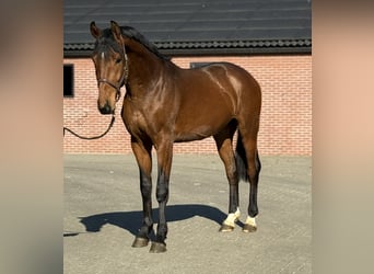 Oldenburger, Hengst, 3 Jaar, 170 cm, Bruin