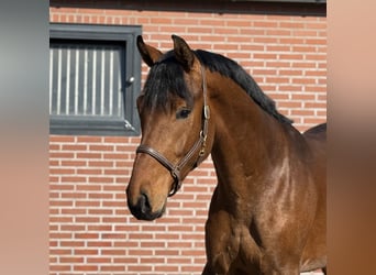 Oldenburger, Hengst, 3 Jaar, 170 cm, Bruin
