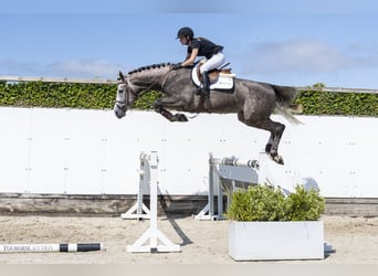Oldenburger, Hengst, 3 Jaar, 174 cm, Schimmel