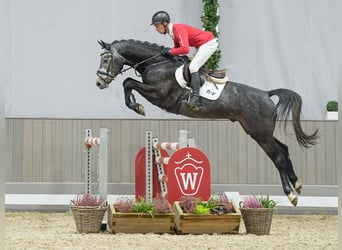 Oldenburger, Hengst, 3 Jaar, Schimmel