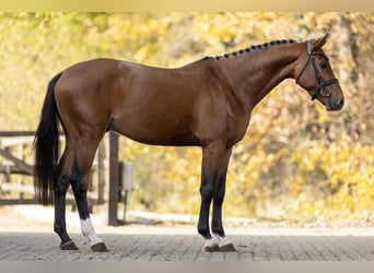 Oldenburger, Hengst, 3 Jahre, 160 cm, Brauner