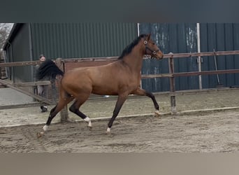 Oldenburger, Hengst, 3 Jahre, 162 cm, Brauner