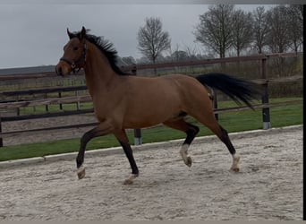 Oldenburger, Hengst, 3 Jahre, 162 cm, Brauner