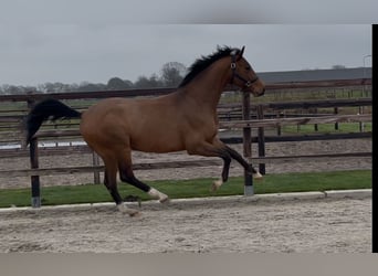 Oldenburger, Hengst, 3 Jahre, 162 cm, Brauner