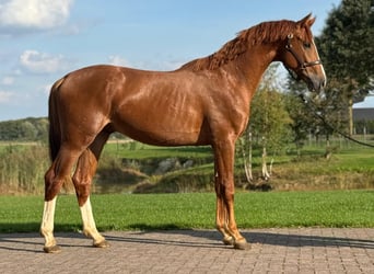 Oldenburger, Hengst, 3 Jahre, 162 cm, Fuchs