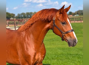 Oldenburger, Hengst, 3 Jahre, 162 cm, Fuchs