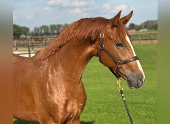 Oldenburger, Hengst, 3 Jahre, 162 cm, Fuchs