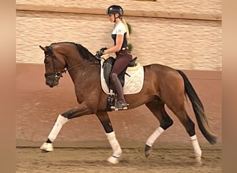 Oldenburger, Hengst, 3 Jahre, 163 cm, Brauner