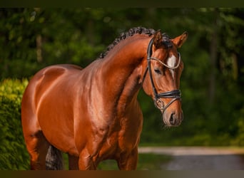 Oldenburger, Hengst, 3 Jahre, 163 cm, Brauner