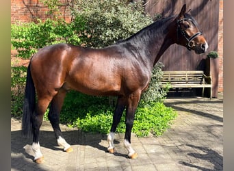 Oldenburger, Hengst, 3 Jahre, 163 cm, Dunkelbrauner