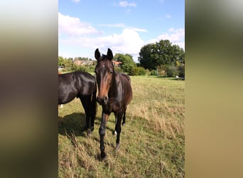 Oldenburger, Hengst, 3 Jahre, 163 cm, Schwarzbrauner