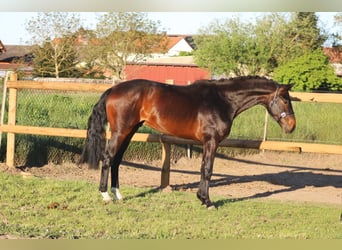Oldenburger, Hengst, 3 Jahre, 164 cm, Dunkelbrauner