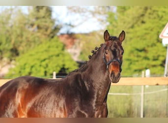Oldenburger, Hengst, 3 Jahre, 164 cm, Dunkelbrauner