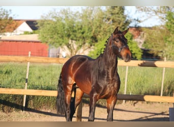 Oldenburger, Hengst, 3 Jahre, 164 cm, Dunkelbrauner