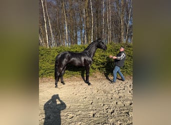 Oldenburger, Hengst, 3 Jahre, 164 cm, Rappe