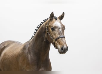 Oldenburger, Hengst, 3 Jahre, 164 cm