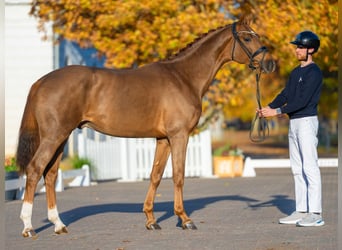 Oldenburger, Hengst, 3 Jahre, 165 cm, Dunkelfuchs