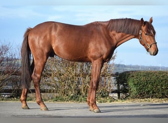 Oldenburger, Hengst, 3 Jahre, 165 cm, Fuchs