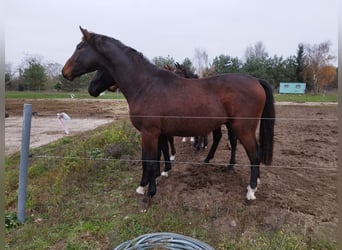 Oldenburger, Hengst, 3 Jahre, 165 cm, Hellbrauner