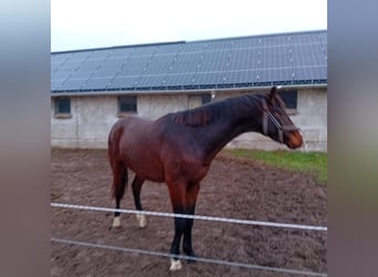 Oldenburger, Hengst, 3 Jahre, 165 cm, Hellbrauner