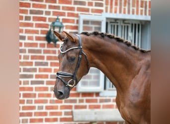 Oldenburger, Hengst, 3 Jahre, 166 cm, Dunkelfuchs