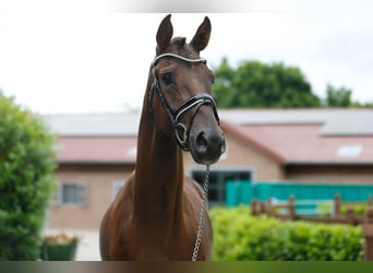 Oldenburger, Hengst, 3 Jahre, 166 cm, Dunkelfuchs