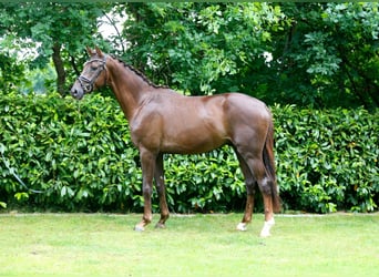 Oldenburger, Hengst, 3 Jahre, 166 cm, Dunkelfuchs