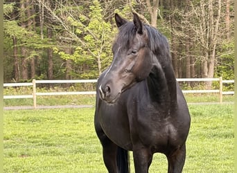 Oldenburger, Hengst, 3 Jahre, 166 cm, Rappe