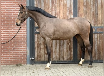 Oldenburger, Hengst, 3 Jahre, 167 cm, Brauner