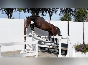 Oldenburger, Hengst, 3 Jahre, 167 cm, Brauner