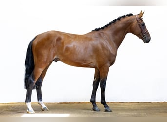 Oldenburger, Hengst, 3 Jahre, 167 cm, Brauner