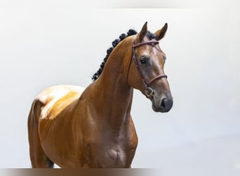 Oldenburger, Hengst, 3 Jahre, 167 cm, Brauner