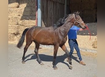 Oldenburger, Hengst, 3 Jahre, 167 cm