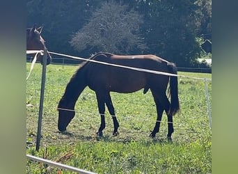 Oldenburger, Hengst, 3 Jahre, 167 cm